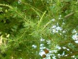 Larix kaempferi