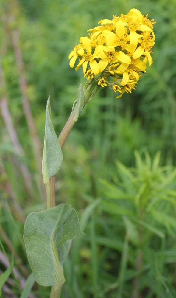 Image of Ligularia altaica specimen.