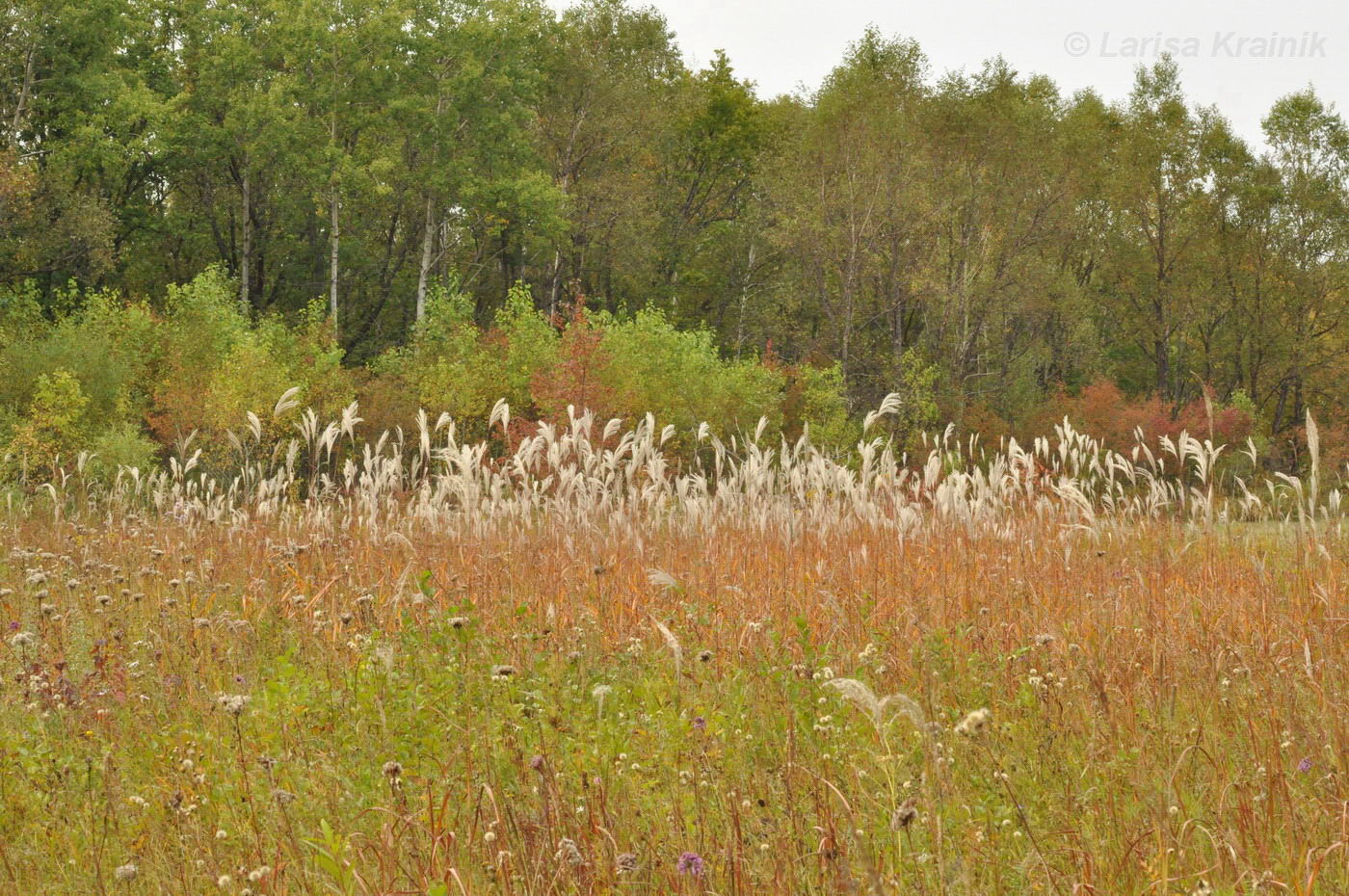 Image of Miscanthus sacchariflorus specimen.