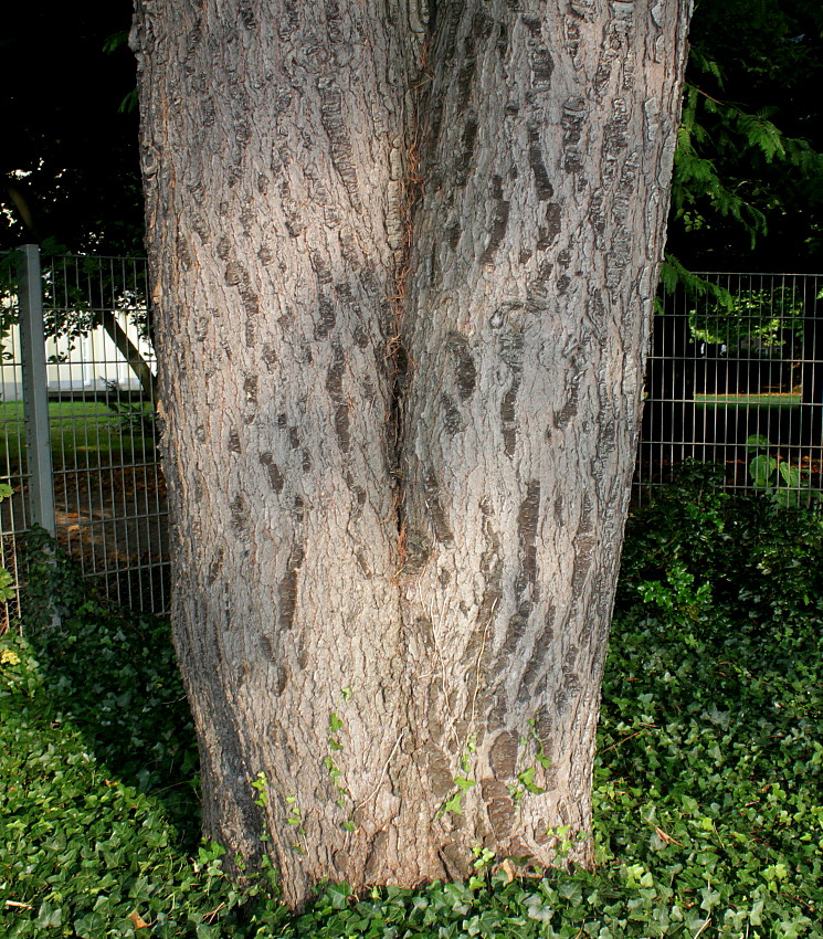 Image of Cedrus deodara specimen.