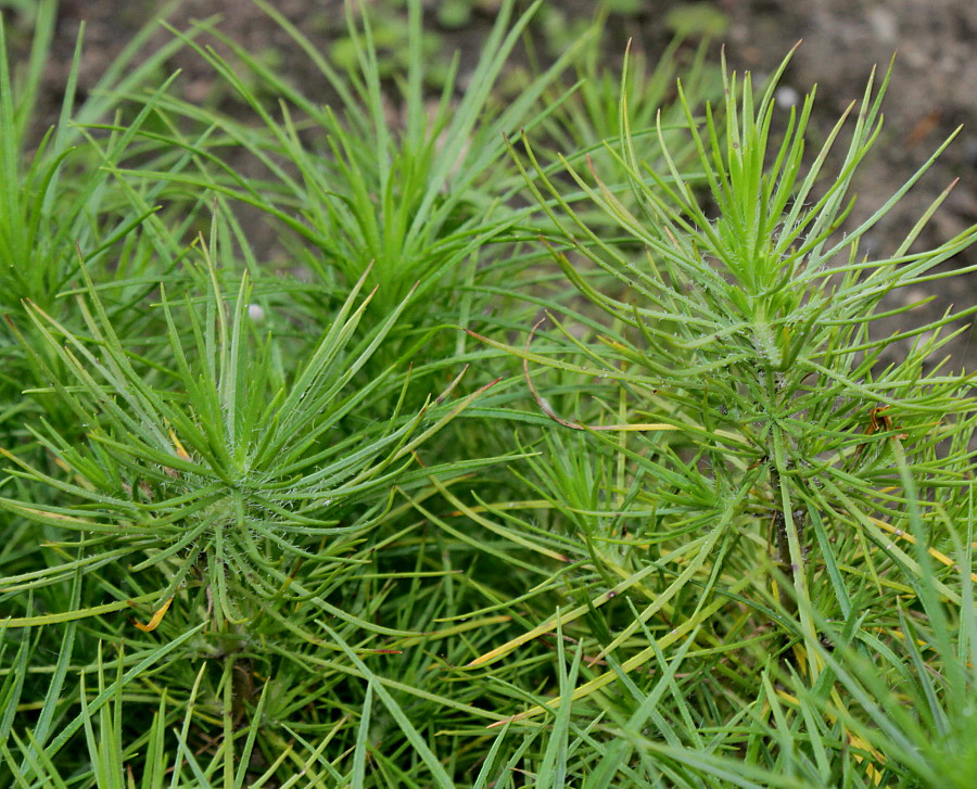 Image of Plantago arborescens specimen.