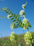 Astragalus vulpinus