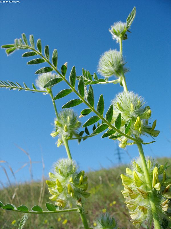Image of Astragalus vulpinus specimen.