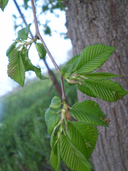 Image of Ulmus minor specimen.