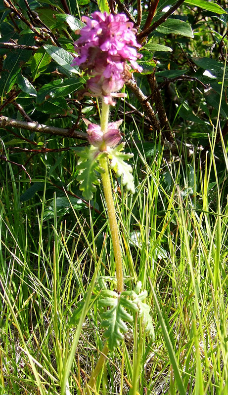 Изображение особи Pedicularis verticillata.