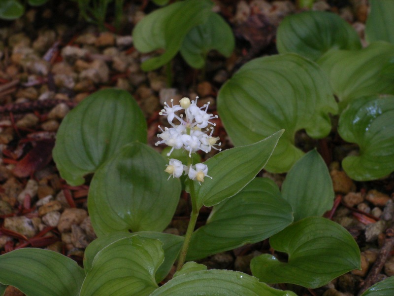 Image of Maianthemum dilatatum specimen.