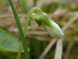 Viola hultenii