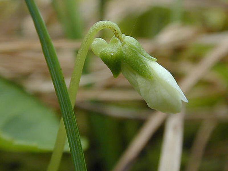 Изображение особи Viola hultenii.