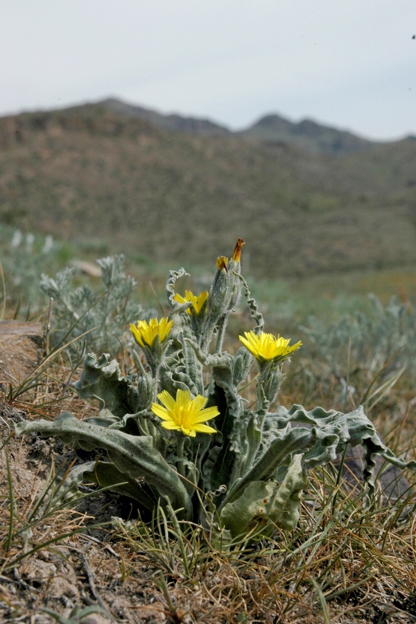 Image of Scorzonera circumflexa specimen.