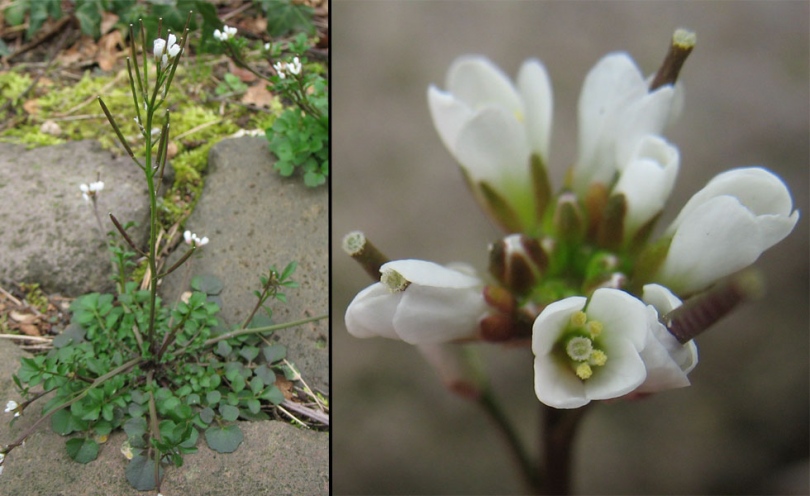 Image of Cardamine hirsuta specimen.