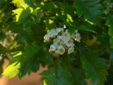 Crataegus pinnatifida