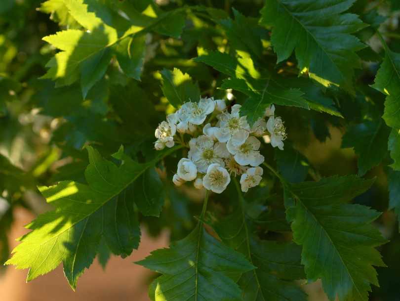 Изображение особи Crataegus pinnatifida.