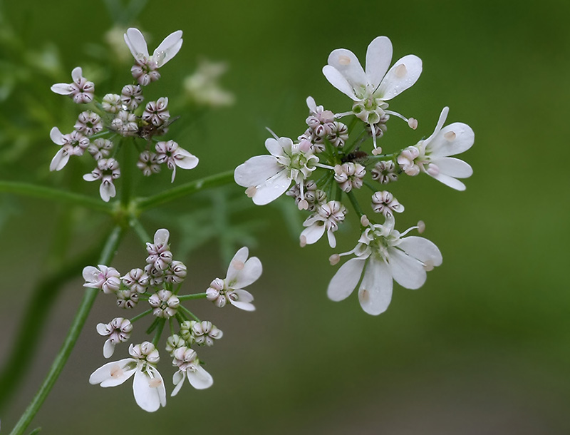 Image of Coriandrum sativum specimen.