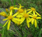 Senecio nemorensis