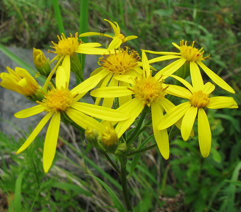 Изображение особи Senecio nemorensis.