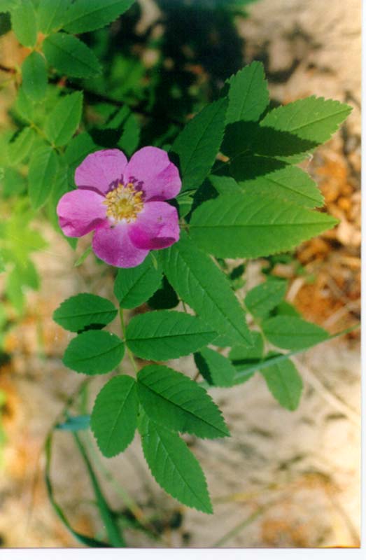 Image of Rosa davurica specimen.