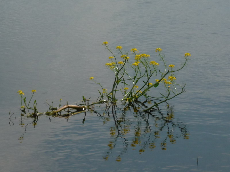 Image of Rorippa amphibia specimen.