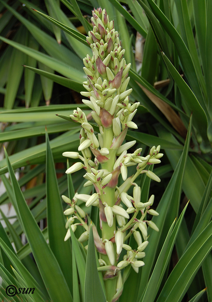 Image of Yucca treculeana specimen.