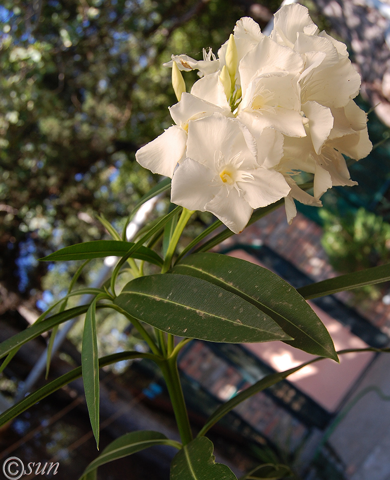 Изображение особи Nerium oleander.