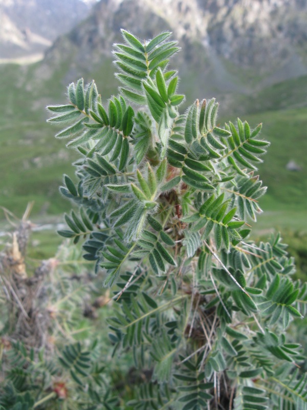 Image of Caragana jubata specimen.