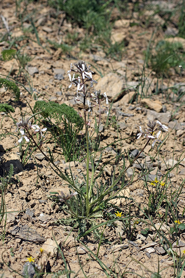 Image of genus Parrya specimen.
