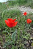 Tulipa greigii