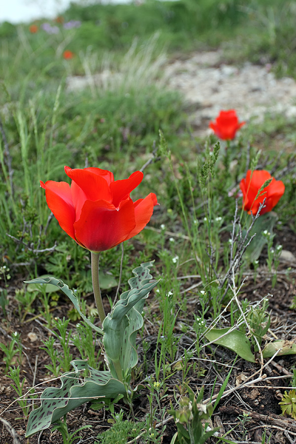 Изображение особи Tulipa greigii.