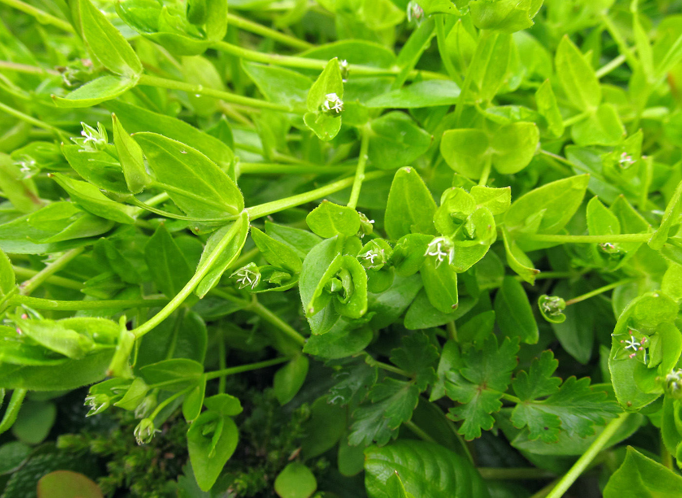 Image of Stellaria calycantha specimen.