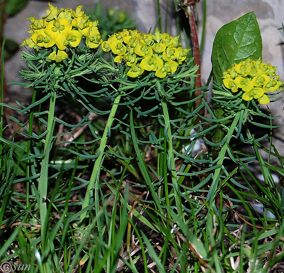 Изображение особи Euphorbia cyparissias.