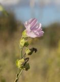 Malva thuringiaca