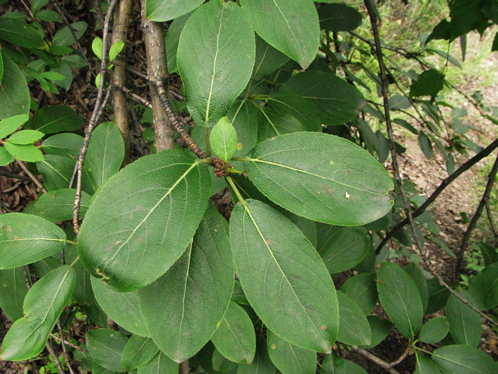 Image of Populus suaveolens specimen.