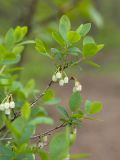 Vaccinium uliginosum. Веточка с цветками. Ленинградская обл., Ломоносовский р-н, окр. дер. Дубки, заболоченный сосняк. 06.06.2015.