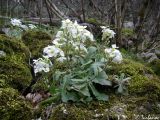 Arabis caucasica