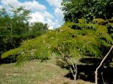 Albizia julibrissin