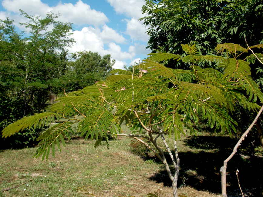 Image of Albizia julibrissin specimen.