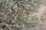 Halocnemum strobilaceum