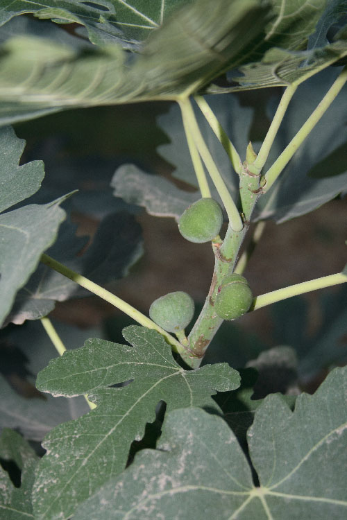 Image of Ficus carica specimen.