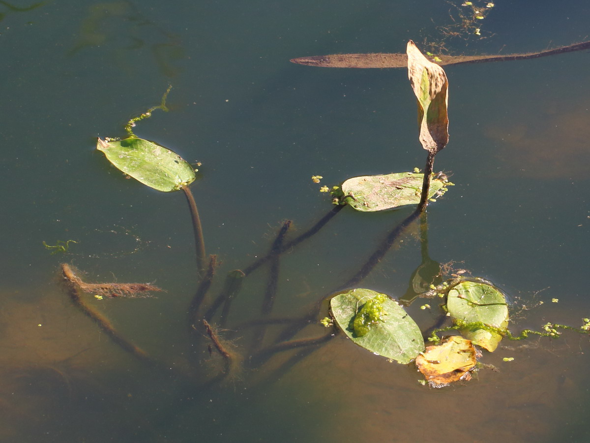 Image of Alisma plantago-aquatica specimen.