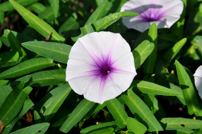 Изображение особи Ipomoea aquatica.