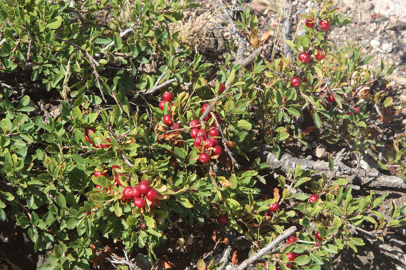 Image of Cerasus tianshanica specimen.