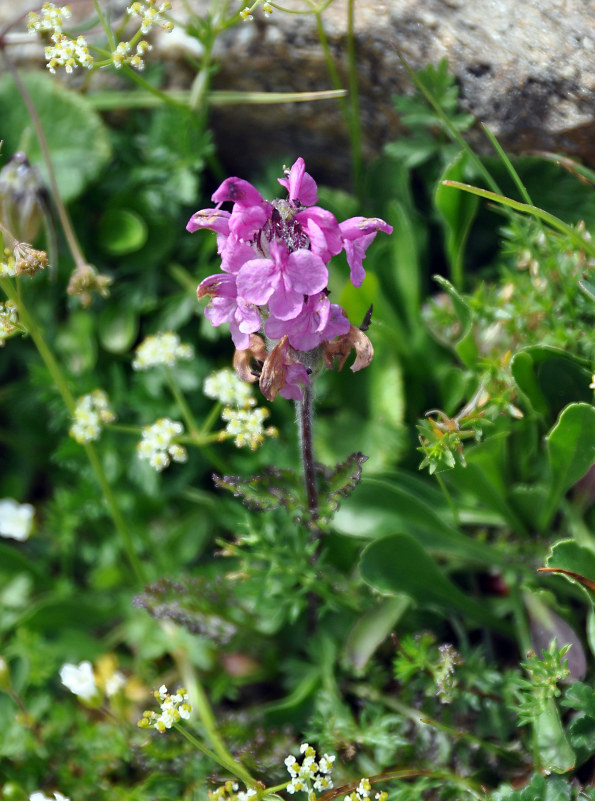 Image of Pedicularis subrostrata specimen.