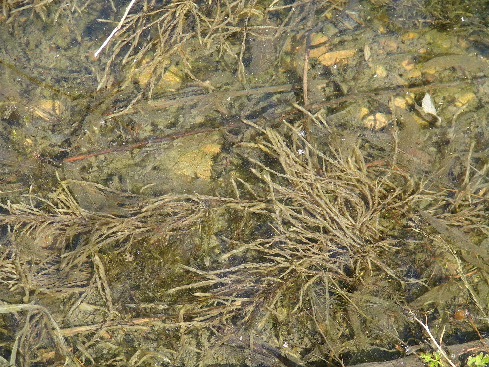 Image of genus Fontinalis specimen.