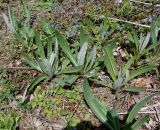 Cirsium incanum