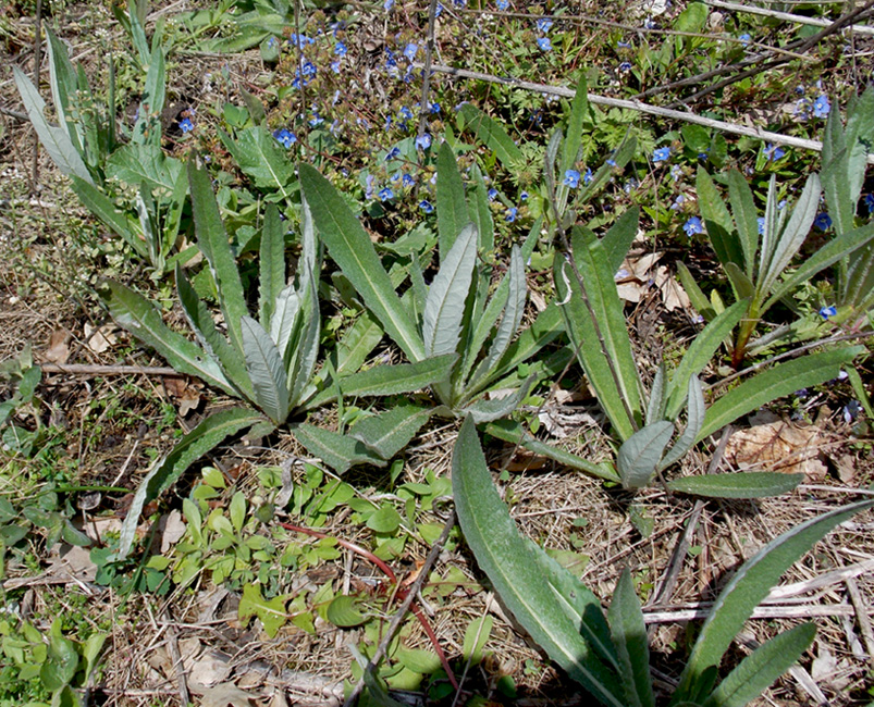 Изображение особи Cirsium incanum.