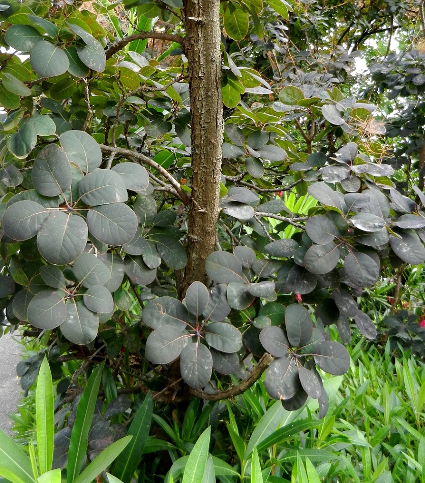 Изображение особи Cotinus coggygria.