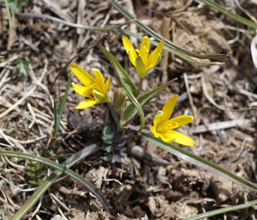 Image of genus Gagea specimen.