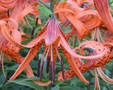 Lilium lancifolium