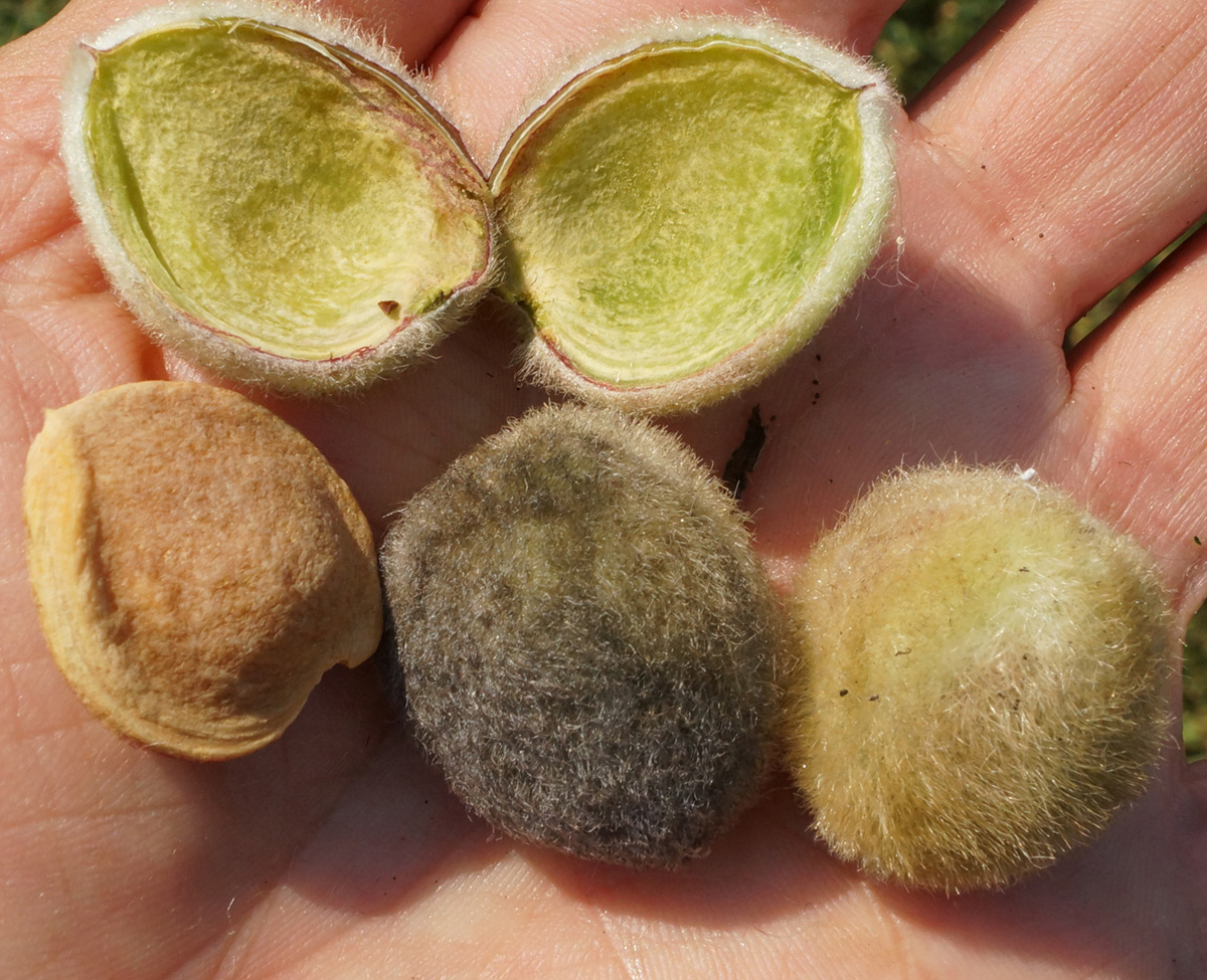 Image of Amygdalus nana specimen.