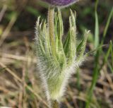 Pulsatilla multifida