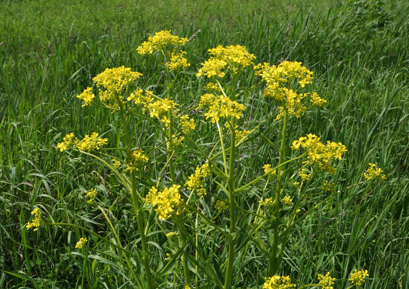 Image of Bunias orientalis specimen.